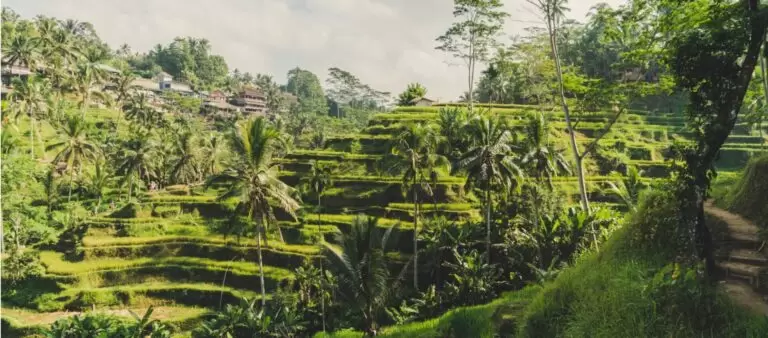 Ricefield Ubud - Abisena Resort Ubud