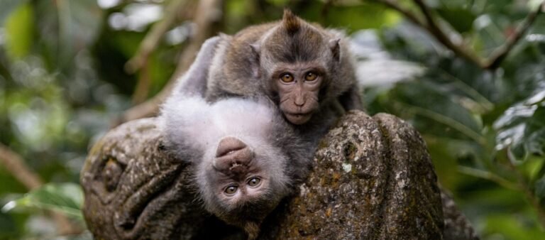 Monkey Forest - Abisena Resort Ubud
