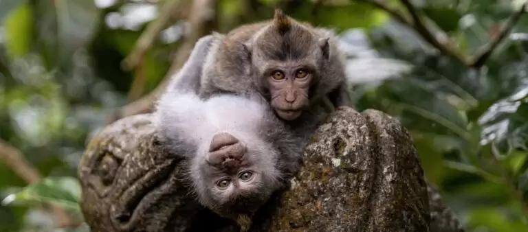 Monkey Forest - Abisena Resort Ubud