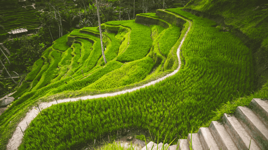 best time to visit ubud - dry season