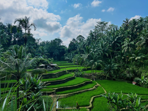 A view of rice fields under the blue sky.