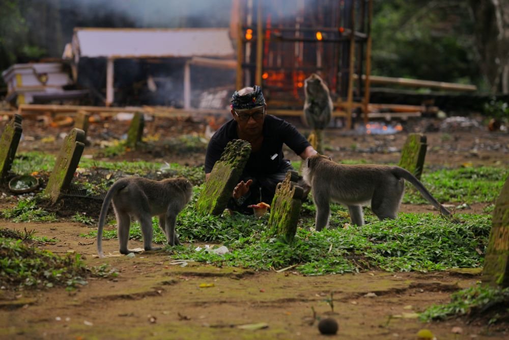 Tips for tourists when visiting Ubud Monkey Forest