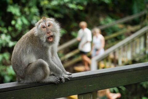 Monkeys at Ubud Monkey Forest Bali Indonesia