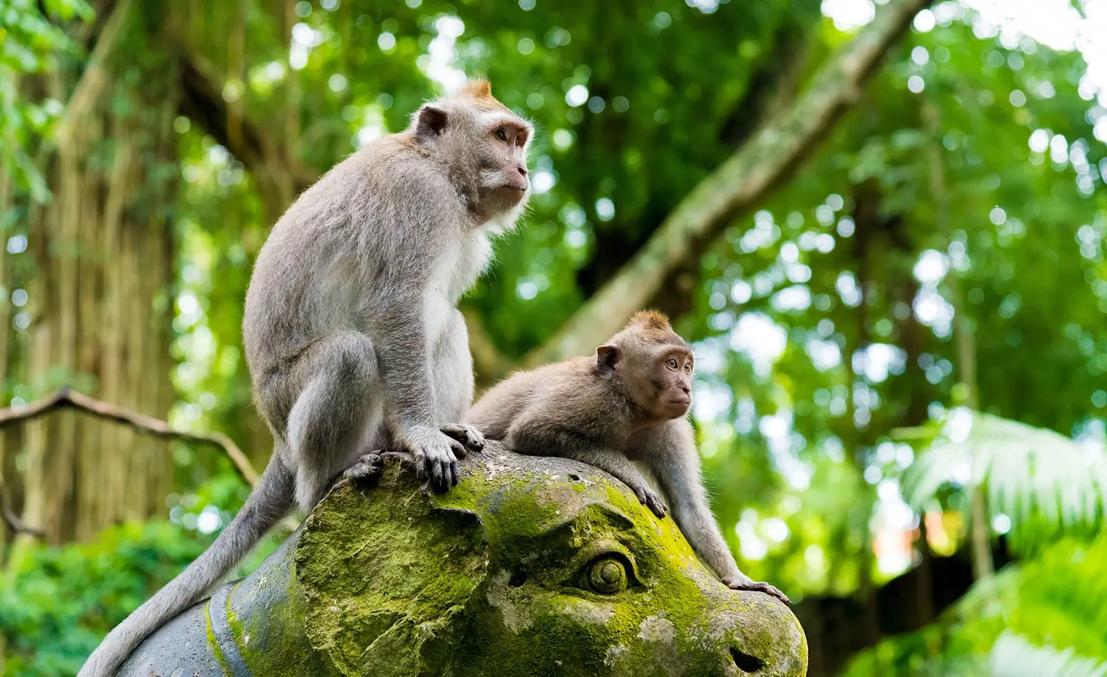 Ubud Monkey Forest
