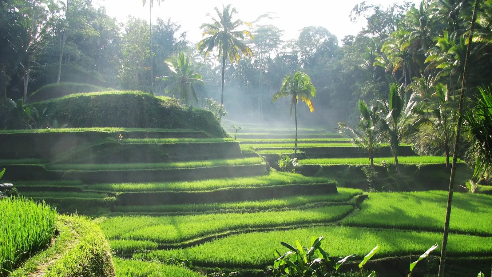 Tegalalang Rice Terrace