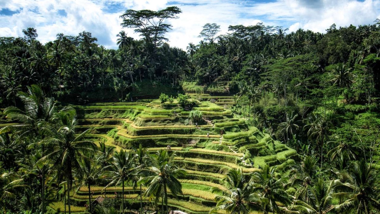 Dry Season in Ubud
