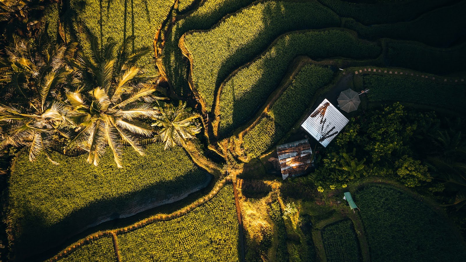 Ambience in Ubud