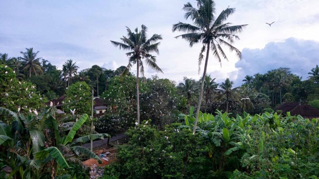 Petulu Village