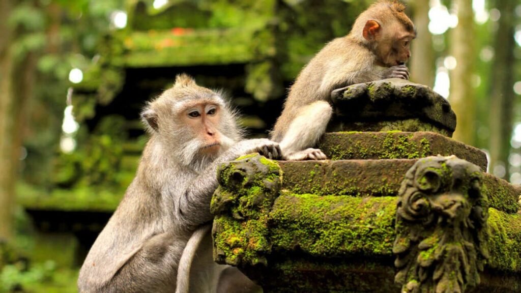Sangeh Monkey Forest