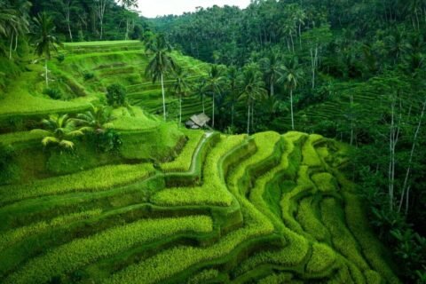 The beauty of the green rice fields.