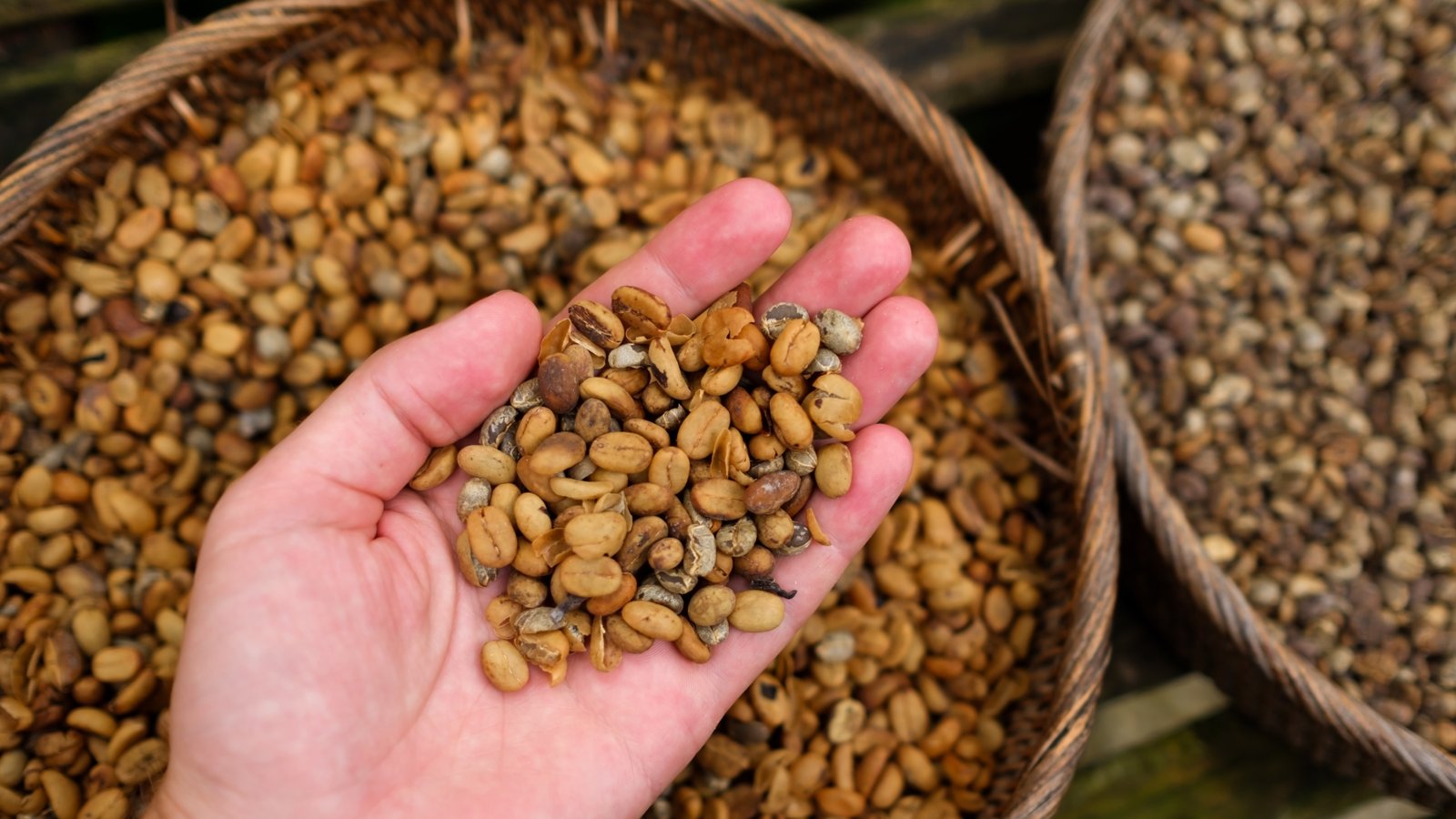 What is Luwak Coffee in Bali?