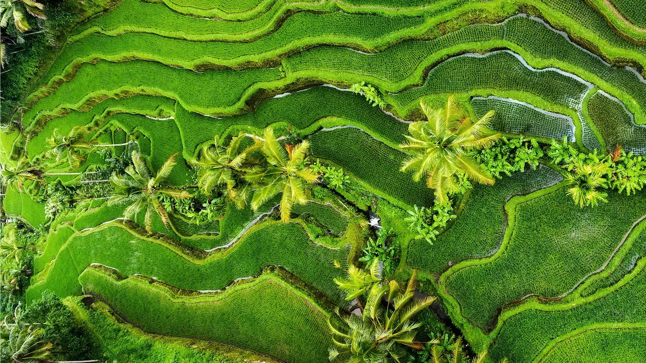 Etiquettes for Nature Walks in Ubud