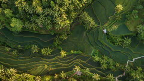 15 Amazing Things to Do in Ubud Besides Yoga (2026 Guide)