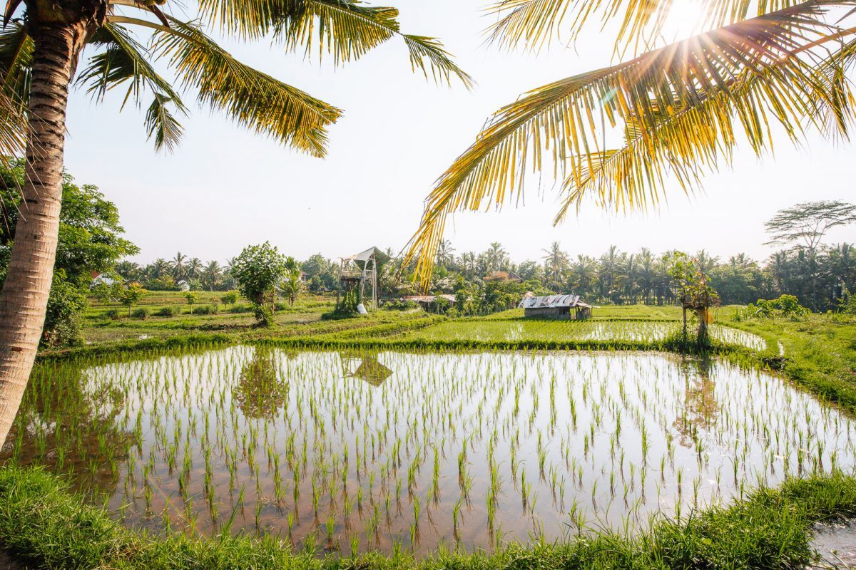 Sari Organic Walk