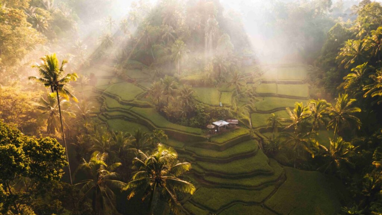 The rice fields of Ubud
