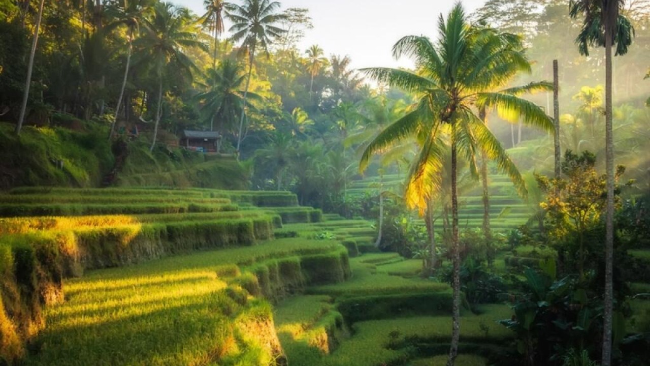 Ubud Rice Fields