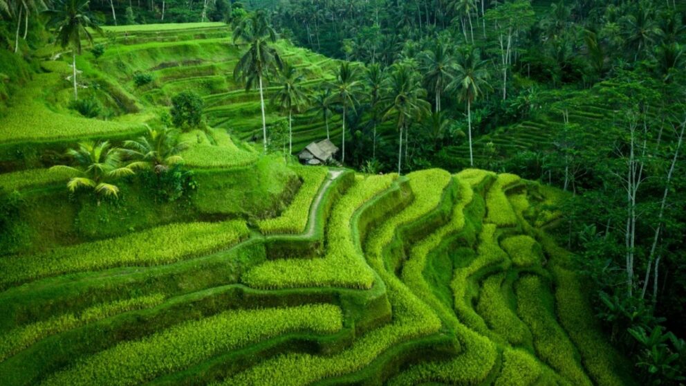 Ubud Rice Field