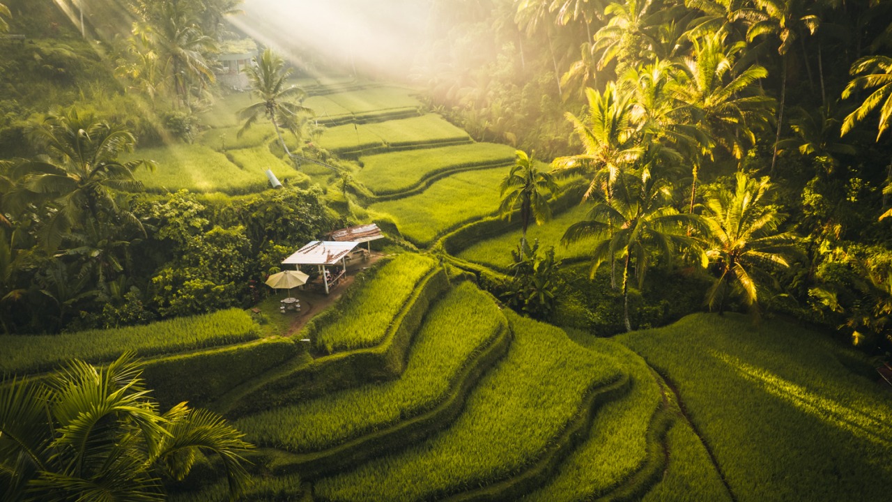 Tegalalang Rice Field
