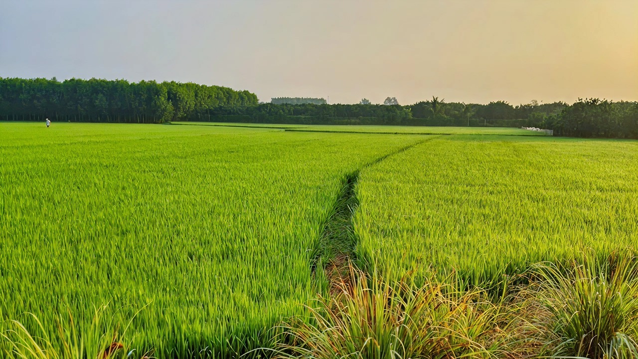Kajeng Rice Field