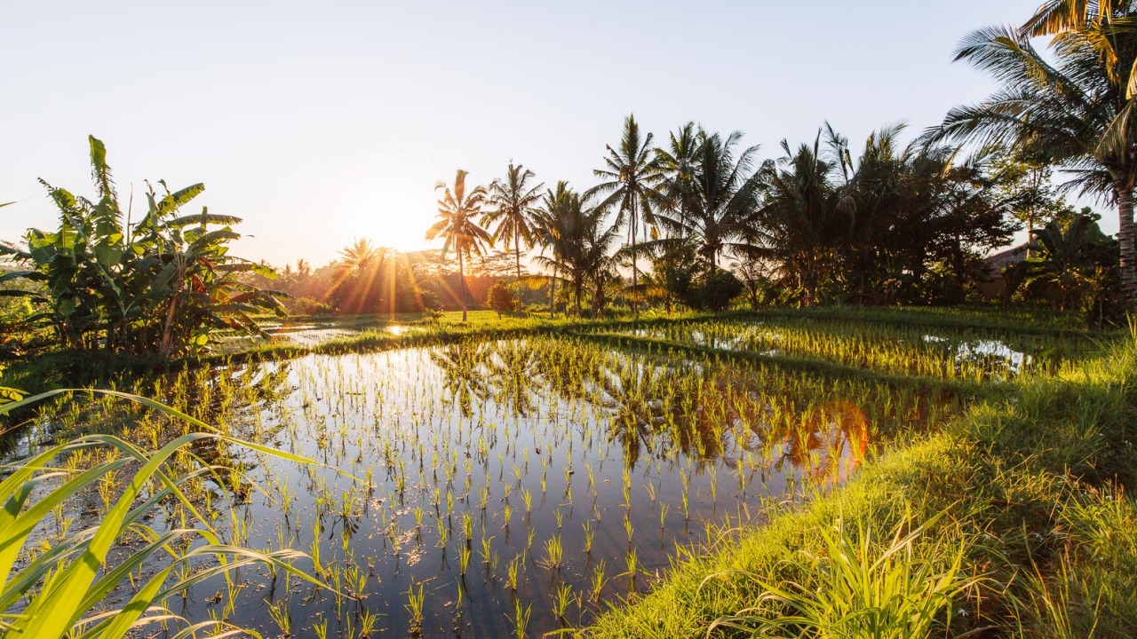 Penestanan Rice Field