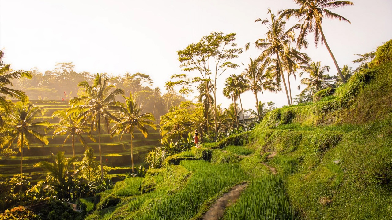 Ubud Rice Field Golden Hour