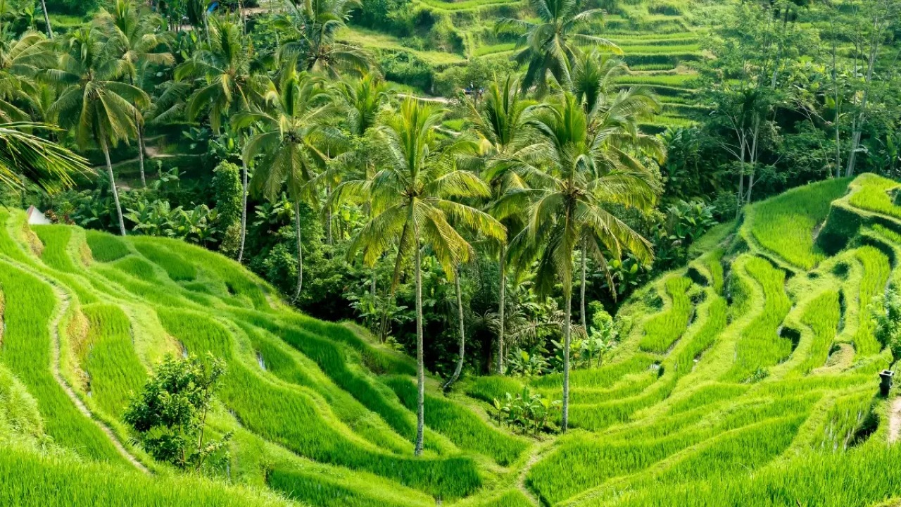 Best Rice Fields in Ubud