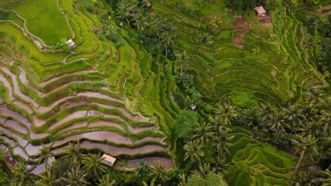 Ubud or Sanur? How to Choose the Best Bali Destination for Your Trip