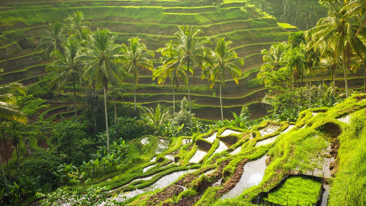 Best Area for Rice-Field Views and Retreats: Tegalalang and North Ubud