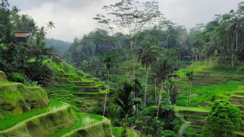 Green rice terraces in Ubud Bali for an energy healing retreat